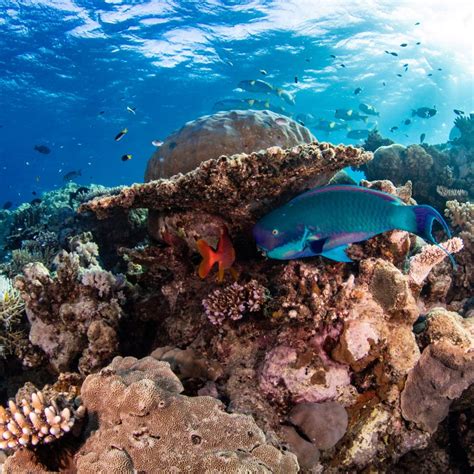 parrotfish great barrier reef marine life guide reef fish facts