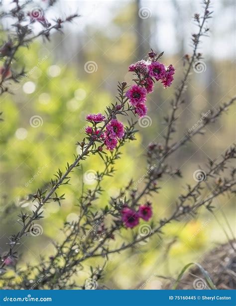 Leptospermum Scoparium, Manuka, Manuka Myrtle, New Zealand Teatree Or