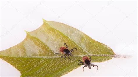 Dos Garrapatas De Castor Sobre Una Hoja Verde Con Fondo Blanco Ixodes