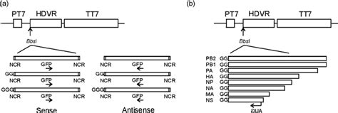 A T7 RNA polymerase-based reverse-genetics system. (a) A T7 RNA ...