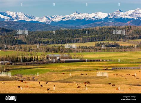 Cattle Grazing Millarville Alberta Canada Stock Photo Alamy