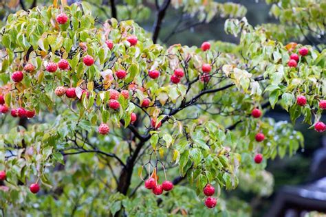 How to Grow and Care for Kousa Dogwood Trees