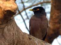 Martin Triste Acridotheres Tristis Common Myna