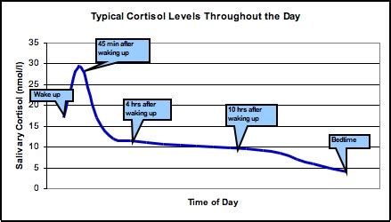 Cortisol Hormone • Bodybuilding Wizard