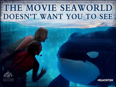 Blackfish The Movie SeaWorld Doesnt Want You To See Sea World