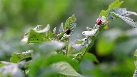 Lots of Colorado Beetles. Colorado Potato Beetle Larvae on Potato Leaves Stock Footage - Video ...