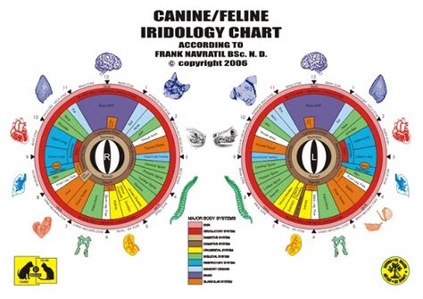 CANINE/FELINE IRIDOLOGY CHART A3 size | Accredited Iridology courses ...