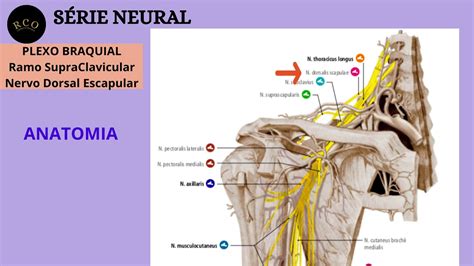 Anatomia Nervo Dorsal Escapular Youtube