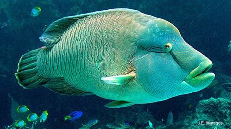 Humphead wrasse - Alchetron, The Free Social Encyclopedia