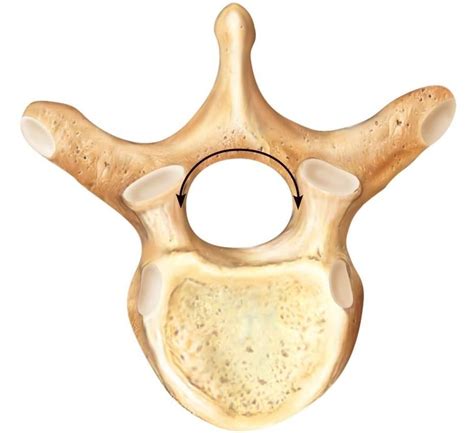 Spine Anatomy Copy - Bone Fit™