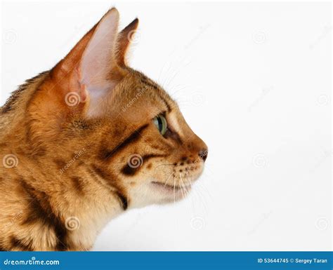 Close Up Bengal Cat At Profile View On White Stock Image Image Of