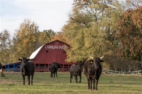 Caroland Farms Pasture Raised Full Blood Wagyu Beef Landrum Sc