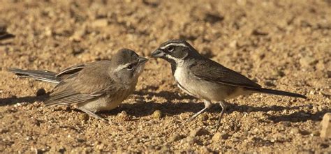 Black-throated Sparrow - Owen Deutsch Photography