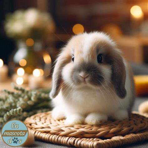 Conejo Mini Lop C Mo Proporcionar El Mejor Cuidado Y Amor