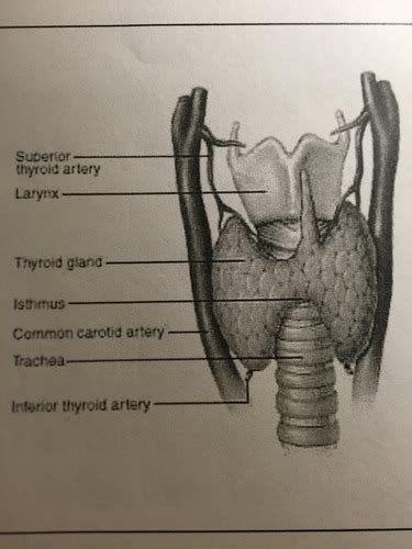 Thyroid Flashcards Quizlet