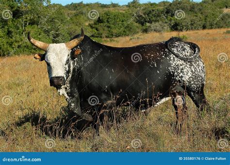 Nguni Bull Stock Photo Image Of Dacopy Indigenous Xhosa 35580176