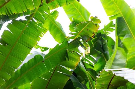 6 Manfaat Luar Biasa Dari Daun Pisang Untuk Kesehatan Dan Kecantikan