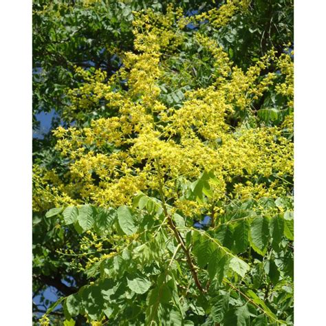 Goldenrain Tree Seeds Koelreuteria Paniculata