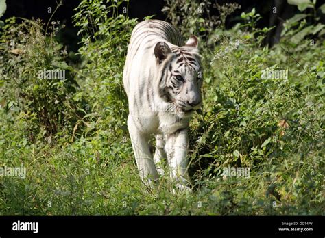 White Bengal tiger Stock Photo - Alamy