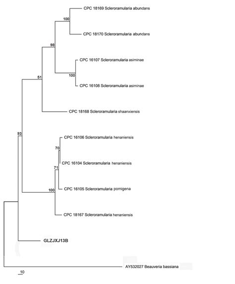 The Single Most Parsimonious Trees Obtained From A Heuristic Search Download Scientific Diagram