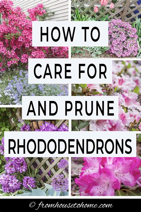 Rhododendron Care: How To Grow Beautiful Rhododendrons And Azaleas