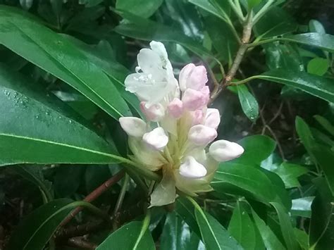 Rhododendron Bloom Report July Nh State Parks