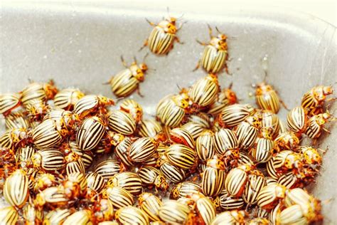 Colorado Potato Beetle Pests And Parasites Of Potatoes In The Garden