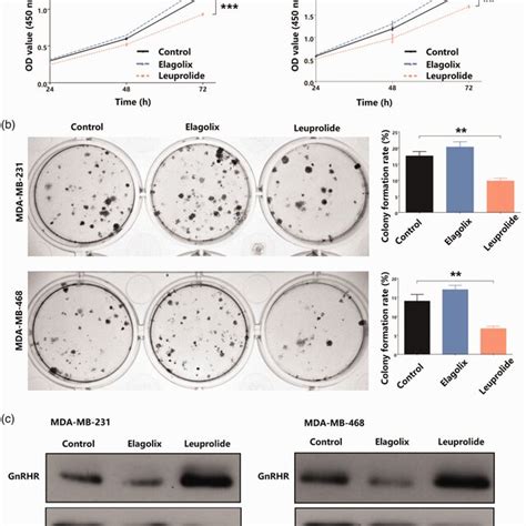 Activated Gnrhr Inhibits Tnbc Cell Proliferation A Cck8 Assay