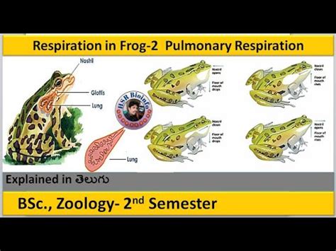 Respiration In Frog Part 2 Respiratory System In Frogs Pulmonary