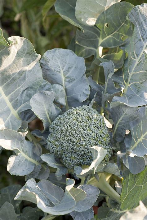 Brokkoli Brassica Oleracea Var Bild Kaufen 12167023