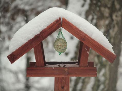 Tiere Im Winter V Gel F Ttern Link Und Materialsammlung F R Lehrer