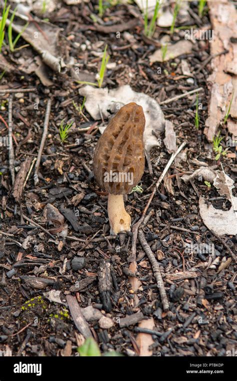 Morchella Banque De Photographies Et Dimages à Haute Résolution Alamy