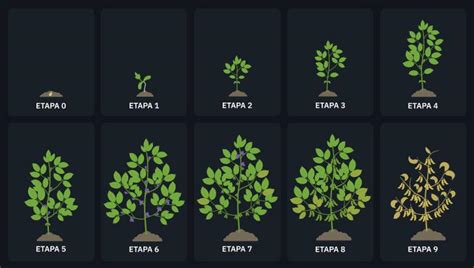 Etapas De Crecimiento De Un Rbol Un Viaje Desde La Semilla Hasta La