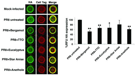 The Expression Of Ha Protein Was Analyzed On Mdck Monolayers Left