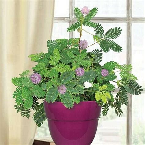 Mimosa Pudica Sensitive Plant Sleepy Plant Action Plant Touch Me