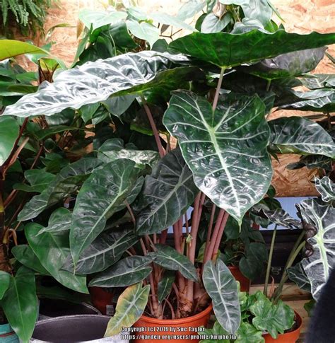 Photo Of The Entire Plant Of Elephant S Ear Alocasia Safari Morocco