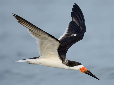 Baby Black Skimmer