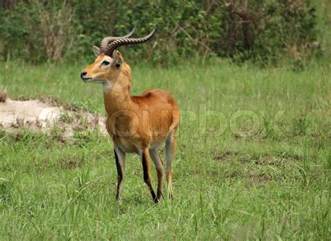 African antelope in sunny ambiance | Stock image | Colourbox