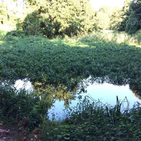 Laghetto Di San Rocco C Laccordo Gratis Al Comune Per Ventanni