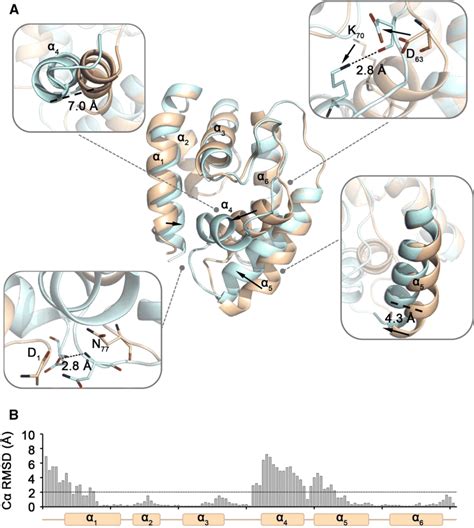 Conformational Changes Of OBP28a Upon Ligand Binding A Conformational