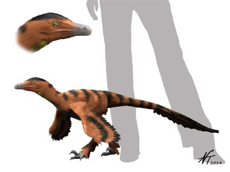 Sinornithosaurus | Dinosaurs - Pictures and Facts