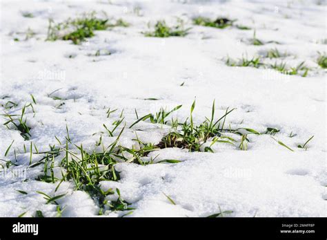 Les germes des cultures hivernales sont visibles à travers la fonte de