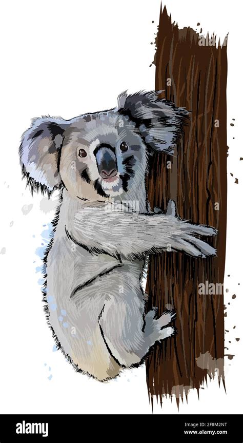 Koala from a splash of watercolor, colored drawing, realistic. Vector ...