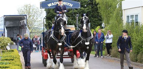 Wadworth Brewery Shire Horses Make Us A Special Delivery Sparsholt