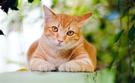 ¿por Qué Algunos Gatos Son De Color Naranja Atigrado