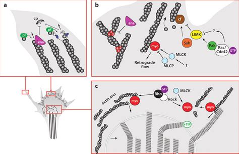 The Growth Cone Cytoskeleton Structural Components And Regulatory