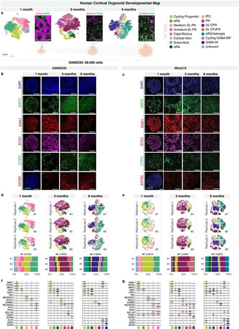 Cortical Organoids Cultured For One Three And Six Months Generate The