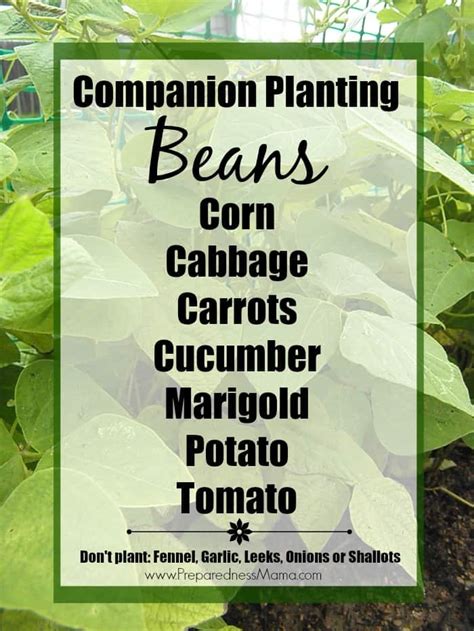 Companion Planting Basics - PreparednessMama