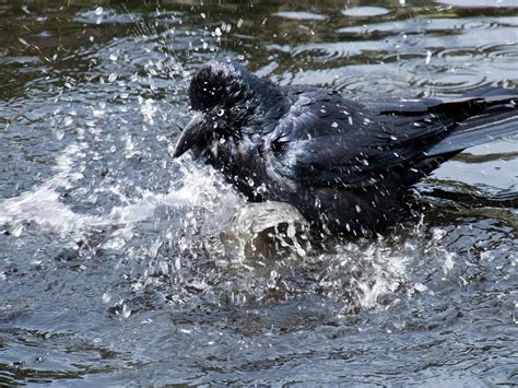 Australian Raven Bird Facts (Corvus coronoides) | Birdfact