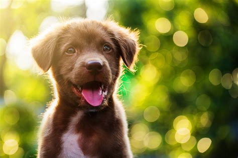 Nomes Para Cachorro Fêmea Americano😣 Descubra O Poder De Apostar Com